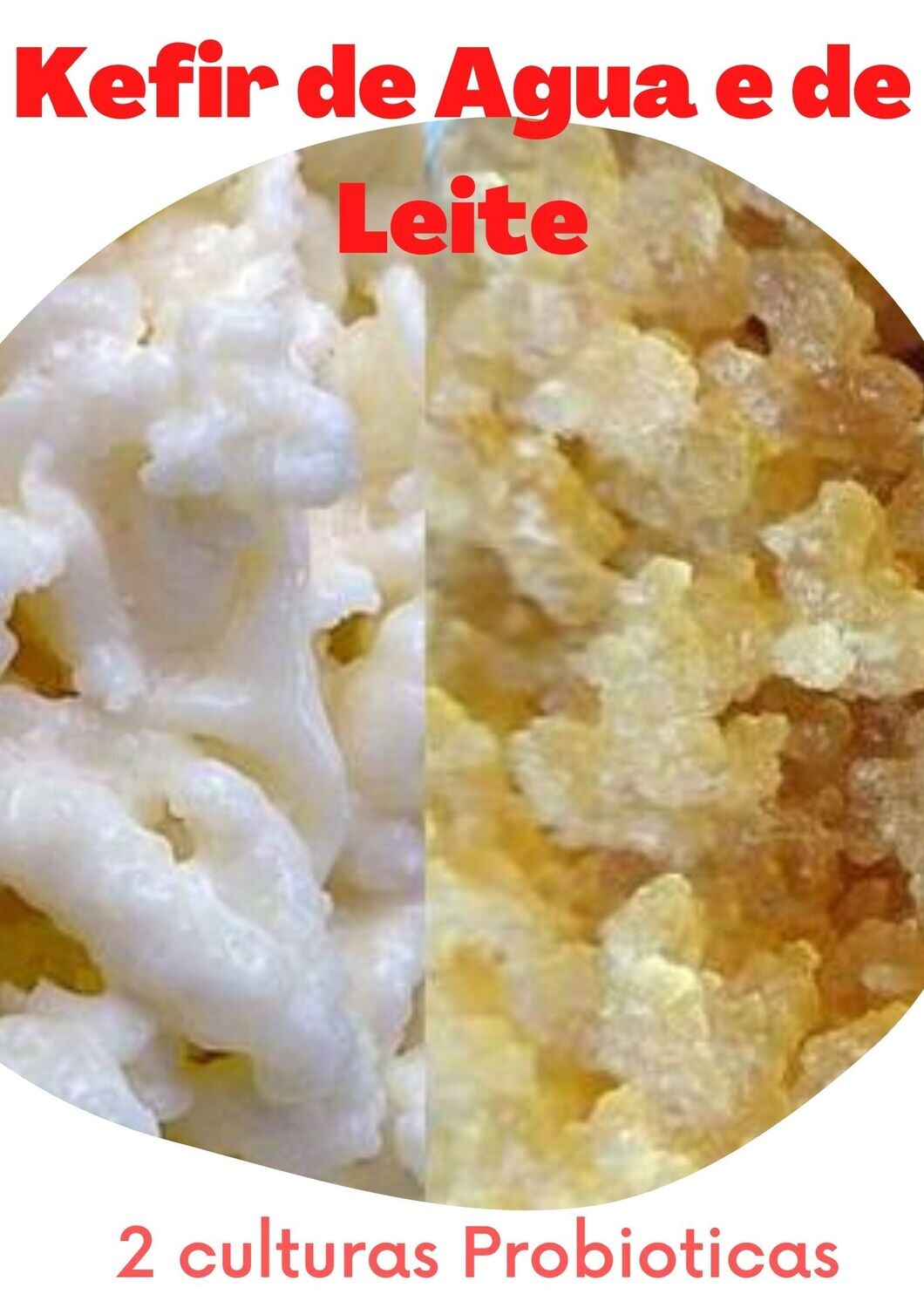 2 Culturas Kefir de Leite de Vaca e de Água (Tibico) Probioticos Naturais