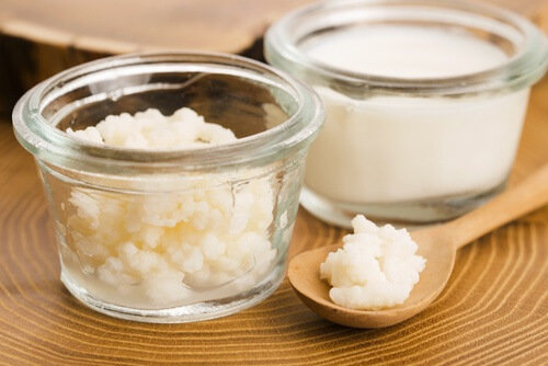 Kefir de Leite Real para o leite animal
