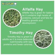 Timothy and Alfalfa Hay Bales avg 50-60lb bales