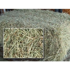 Coastal Hay Farm Fresh Bale 2 string Perfect for bedding and Gardening