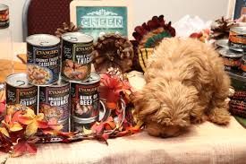 Evangers Chunky Casserole 12oz Dog Wet Food Various options