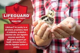 Kalmbach Feeds  Start Right Chick Feed 18% Protein 50lb