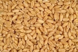 Wheat Seed