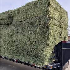 Alfalfa Hay 3 String Bales weighing 125lb Forage hay for livestock
