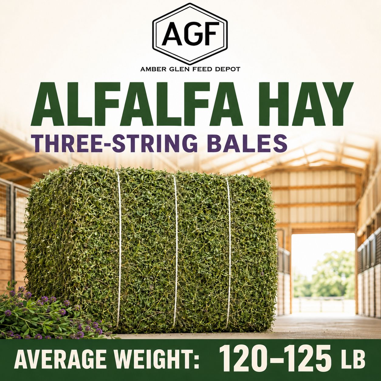 Alfalfa Hay 3 String Bales weighing 115lb Forage hay for livestock
