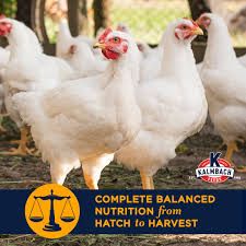 Kalmbach Feeds All Natural 22% Protein Start-To-Finish Meatbird Crumbles Chicken Feed, 50-lb bag