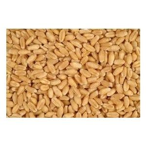 Wheat Feed 50lb Feed Grade Wheat perfect for Poultry Triple Cleaned