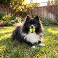 Kong Air Kong Squeaker Tennis Balls 3 pack