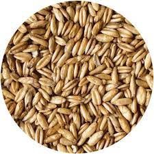 Race Horse Whole Oats Feed Various sizes, Size: 10lb