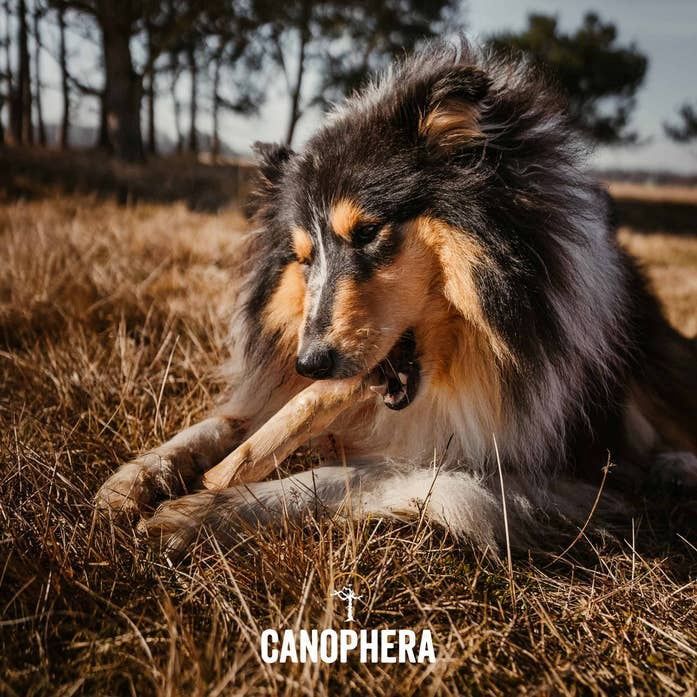 CANOPHERA LLC - Dog Chew Stick Made of Coffee Wood Various Sizes