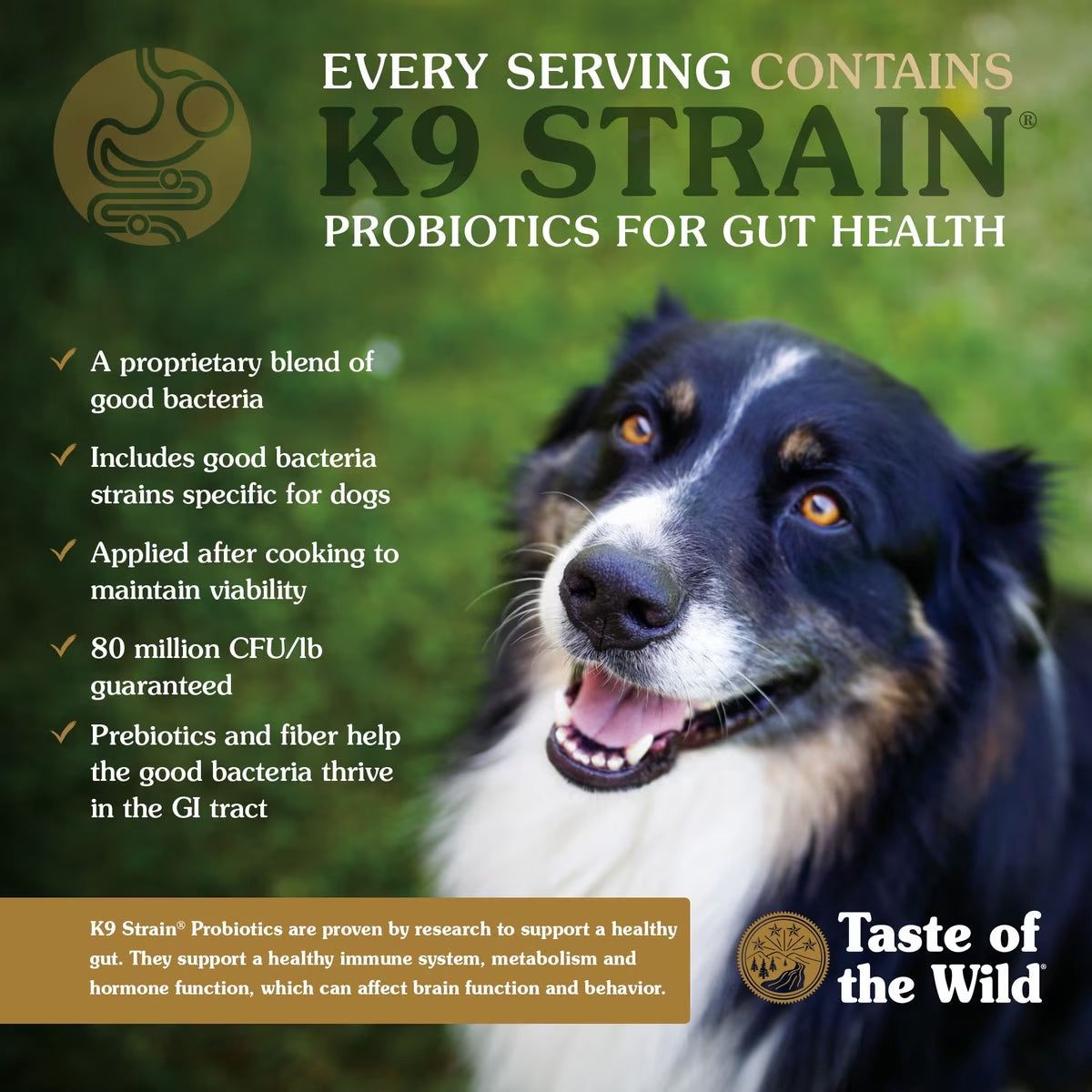Taste of the Wild Pine Forest Grain Free Venison Dog