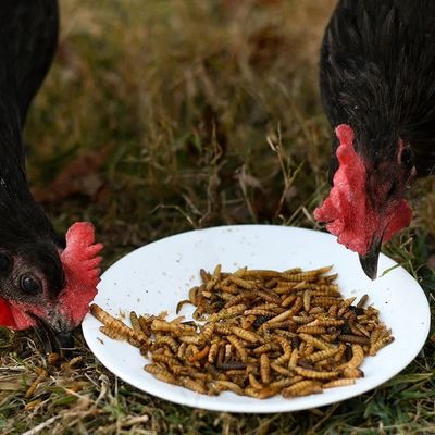 Happy Hen Superworm Surprise