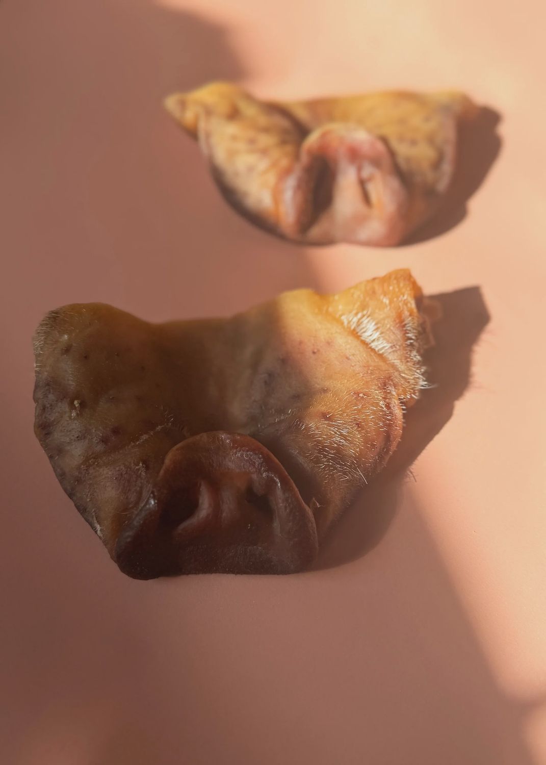 Pig Snout Dehydrated Dog Treat