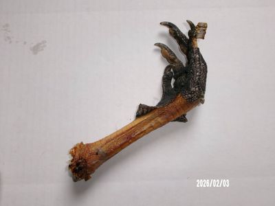 Turkey Feet Single Ingredient All Natural Dog &amp; Cat Treat
