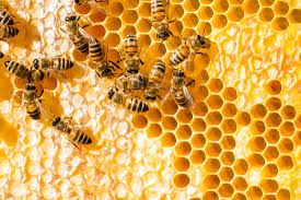 Amber Glen Farm Raw Local Honey Various Options Avail