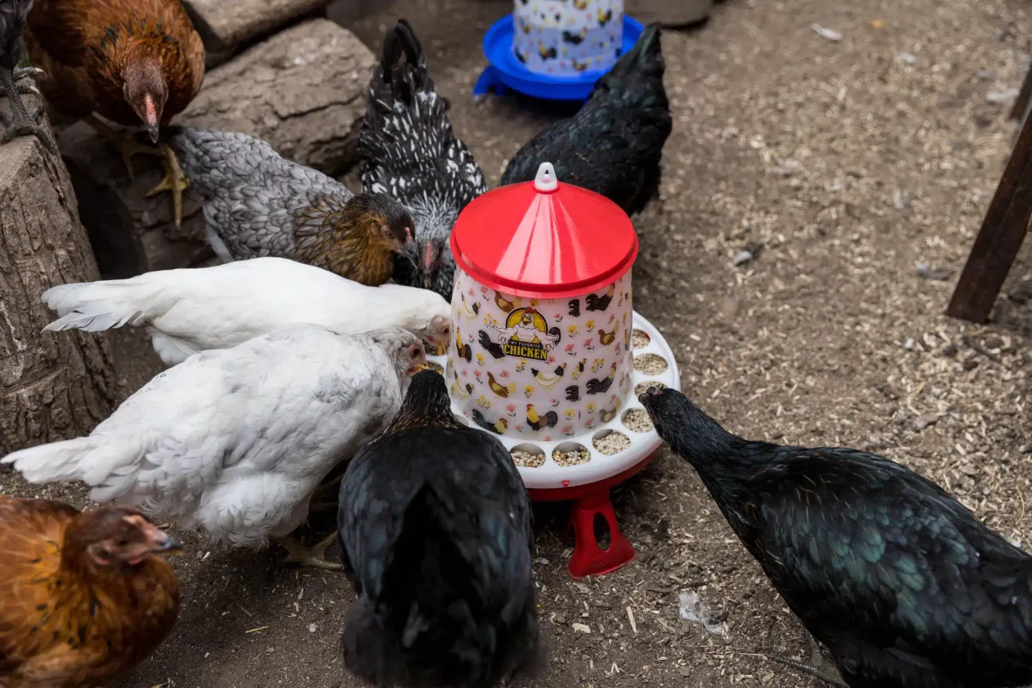 Poultry Feeder with Legs, Chicken Floral Design