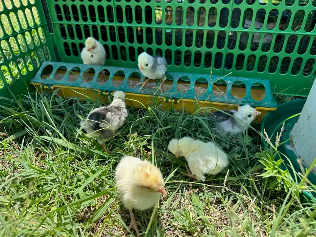 Feeder Trough 20″ Flip-Top Chick Feeder