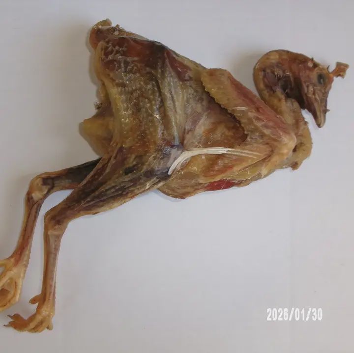 Whole Chicken Dehydtared