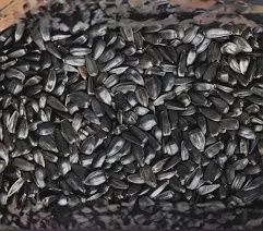 Black Oil Sunflower Seeds- Furst McNess, Size: 50 lb bag