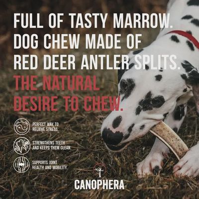 CANOPHERA Red Deer Antlers