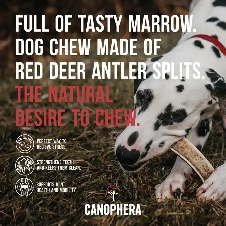 CANOPHERA Red Deer Antlers