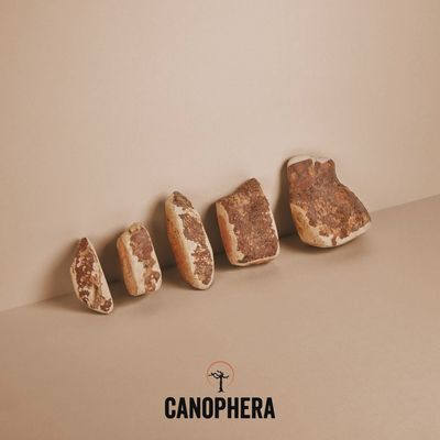 CANOPHERA Briar Root All Natural Dog Chew