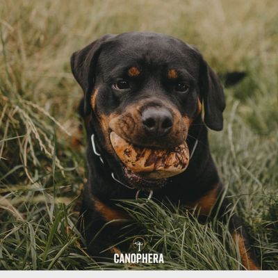 CANOPHERA Briar Root All Natural Dog Chew
