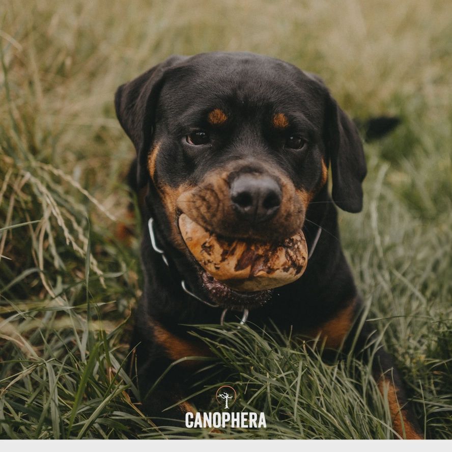 CANOPHERA Briar Root All Natural Dog Chew
