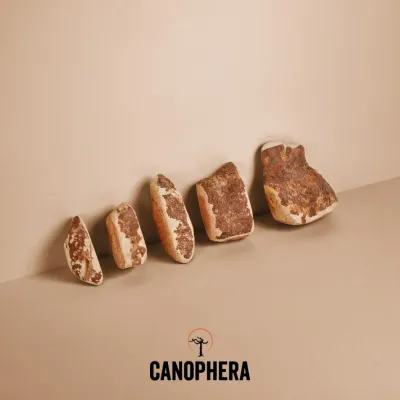 CANOPHERA Briar Root All Natural Dog Chew