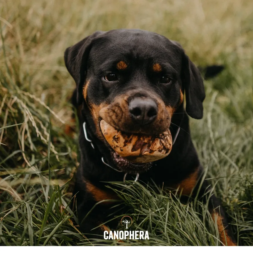 CANOPHERA Briar Root All Natural Dog Chew