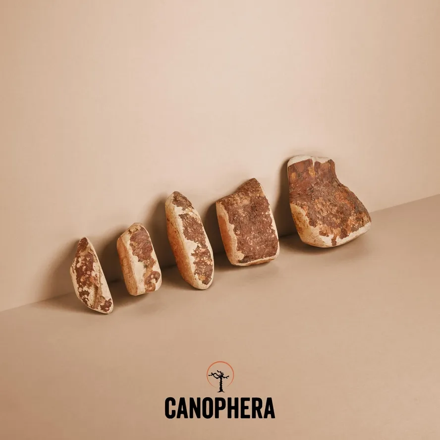 CANOPHERA Briar Root All Natural Dog Chew, Size: XSmall
