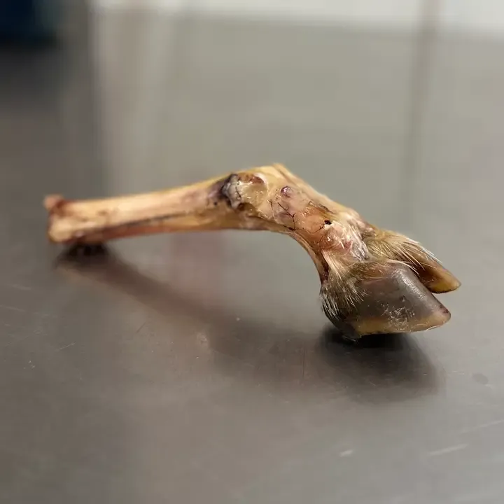 Goat Trotter No Fur