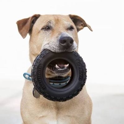 Mammoth Pet X Large 7" Tirebiter II