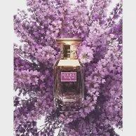 VIOLET BOUQUET