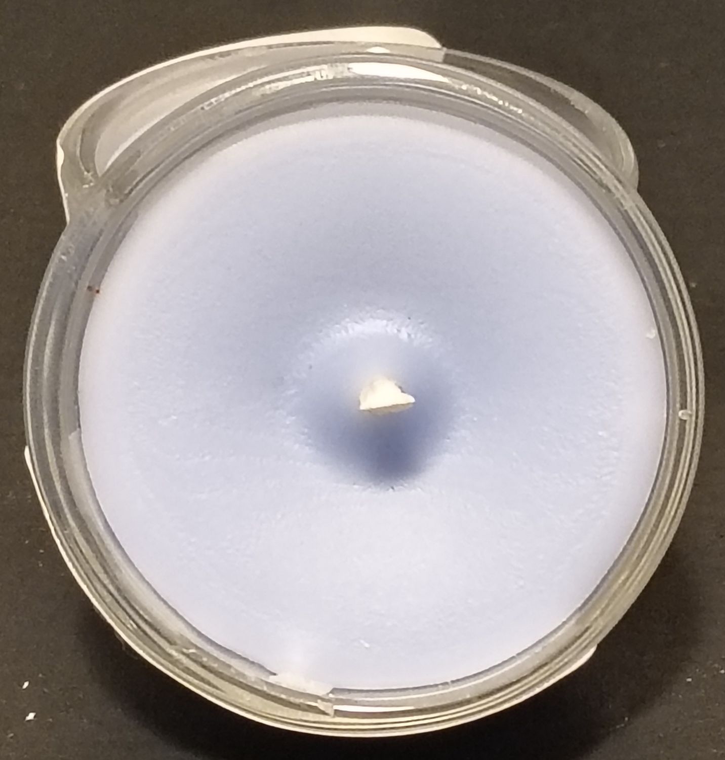 Blueberry Muffin Tealight