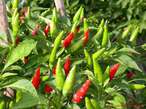 Bird&#39;s eye chili (Green)-Kanthari Mulaku - 500gm