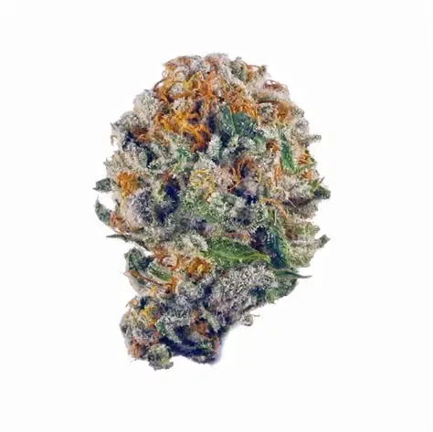 Purple Cream Indica Dominant Hybrid 31.5% Purple Cream Indica Dominant Hybrid 31.5%