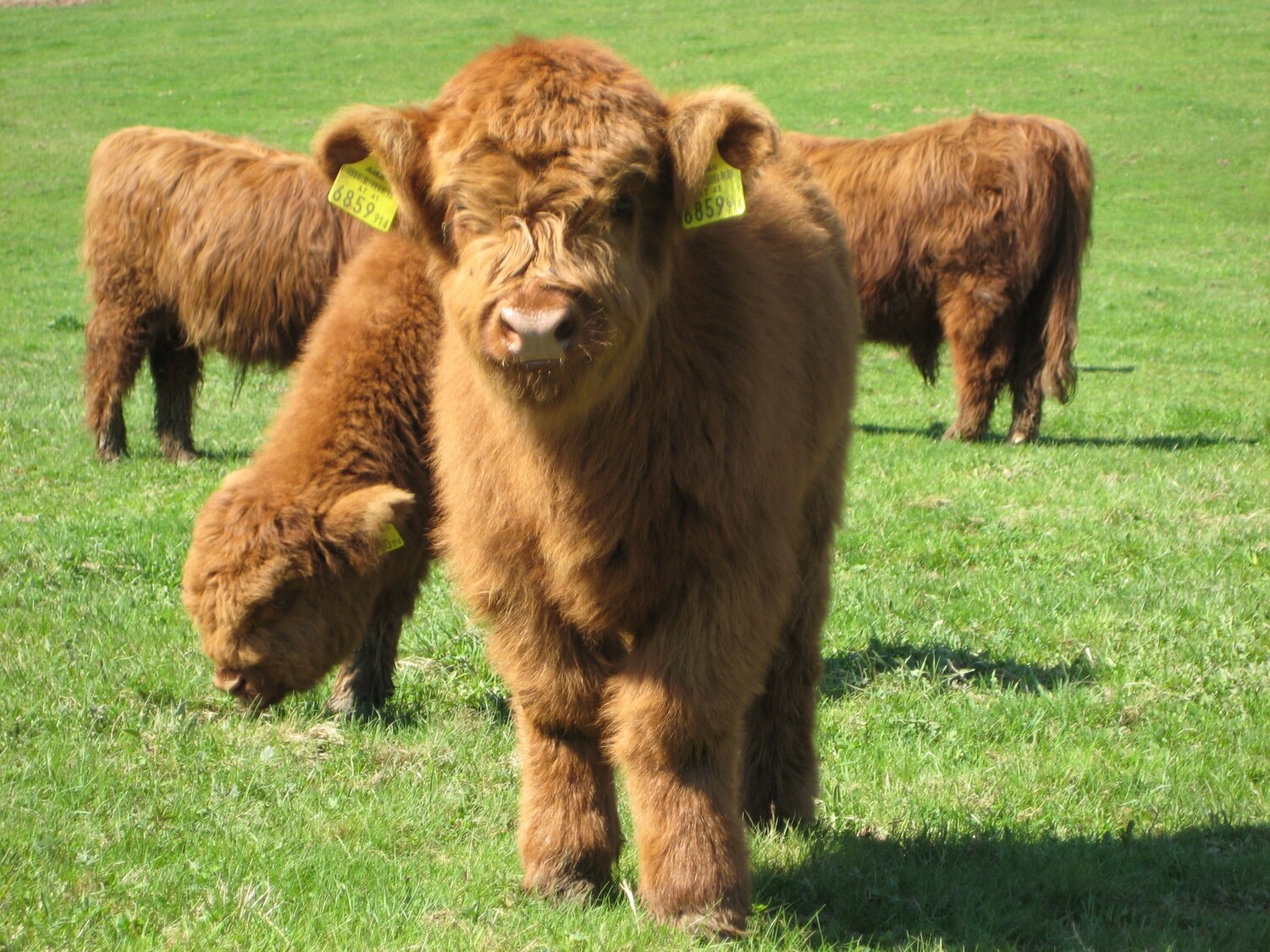 Moo Moos