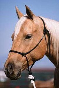 Double Diamond 124 Halters