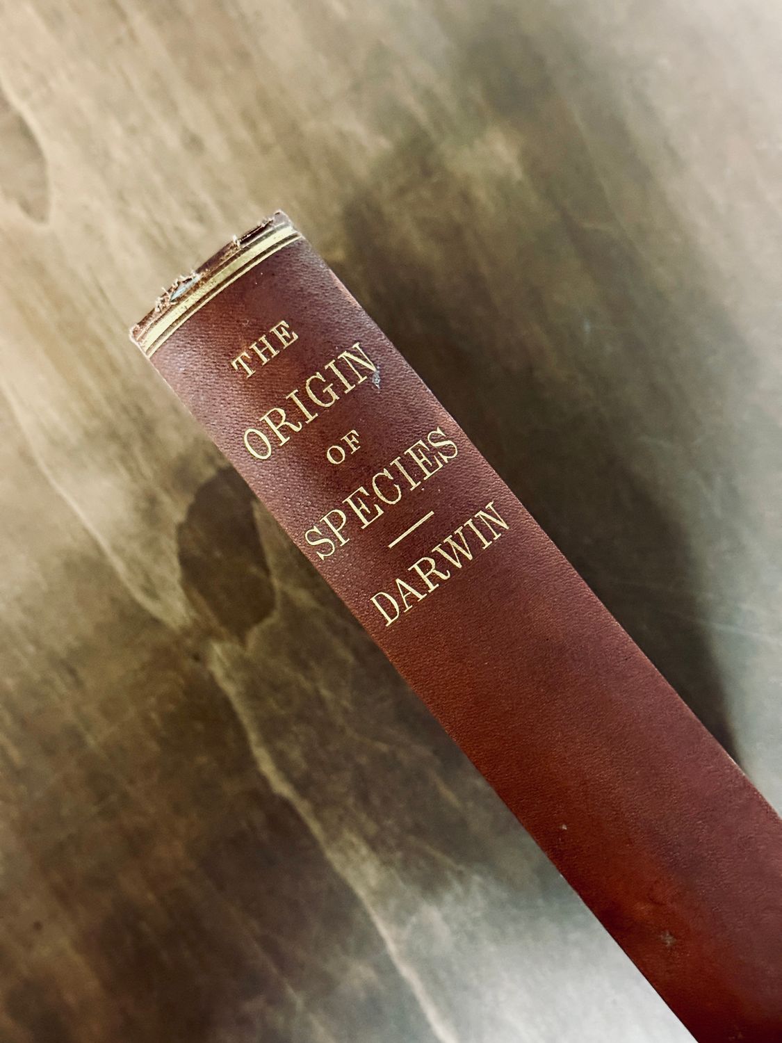 The Origin of Species by Charles Darwin (Sixth English Edition, D. Appleton &amp; Co., 1873)