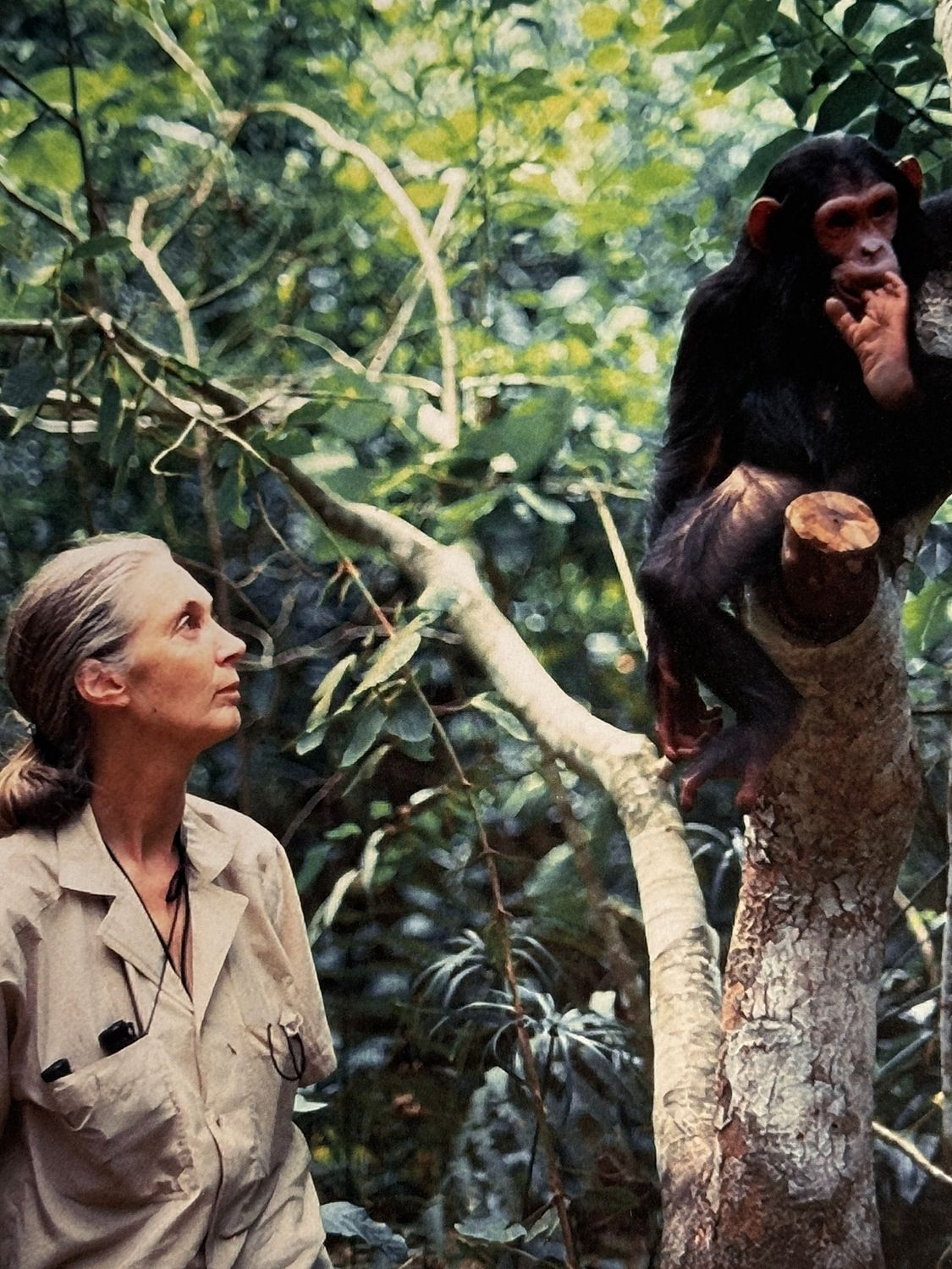 Jane Goodall: 50 Years at Gombe (Signed &amp; Dated 2011 Hardcover)