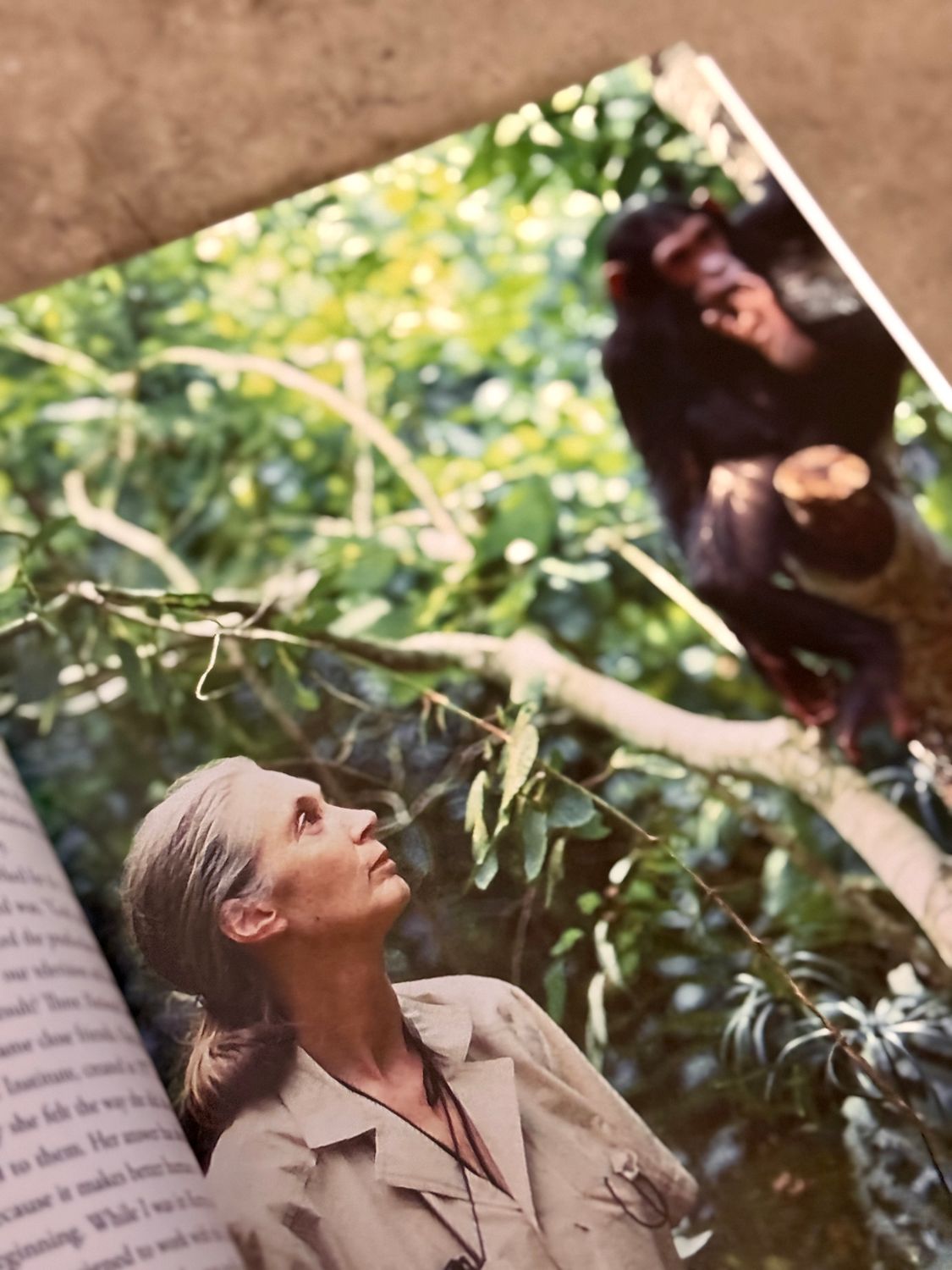 Jane Goodall: 50 Years at Gombe (Signed &amp; Dated 2011 Hardcover)