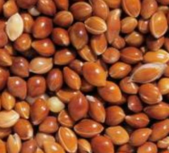 Panicum (Red Millet)