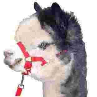 Alpaca Headstall / Halter