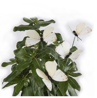 Cabbage Moth Deterrent - Pack of 6