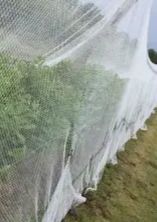 Knitted Bird Netting, Size: 10m x 10m