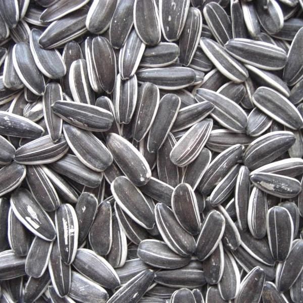 Grey Sunflower Seed, Size: 1kg