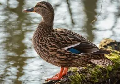Wild Duck Mix