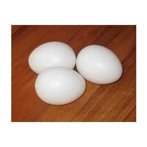Fake Nest Egg