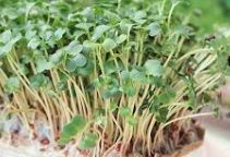Chicken Microgreens, Type: 500g - Seed Mix